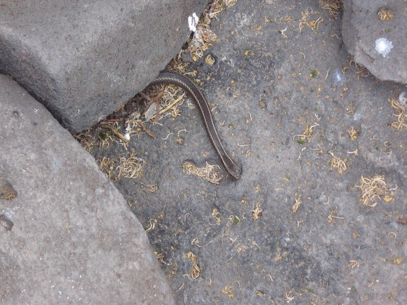snake